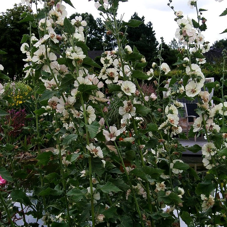 Strauch-Stockrose 'Parkallee' (Alcalthaea suffrutescens)