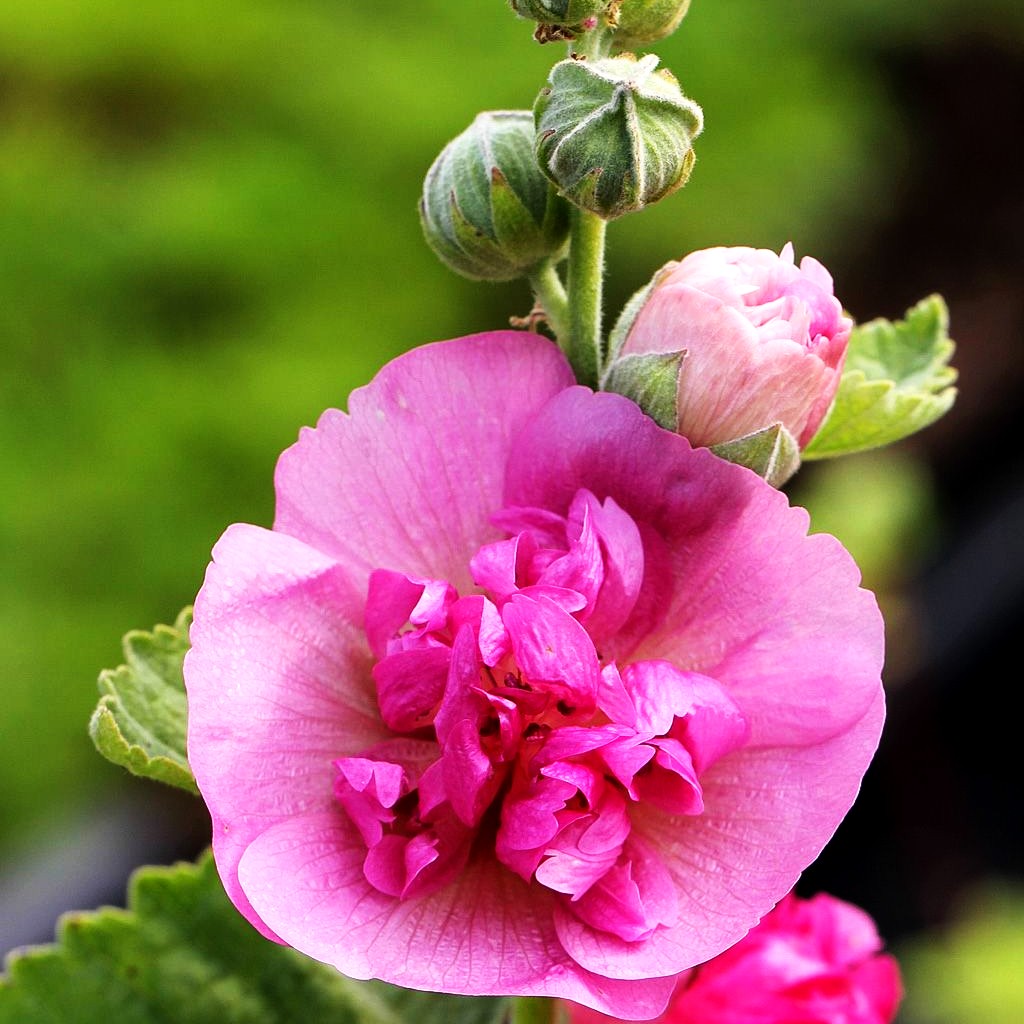Strauch-Stockrose 'Parkfrieden' (Alcalthaea suffrutescens)