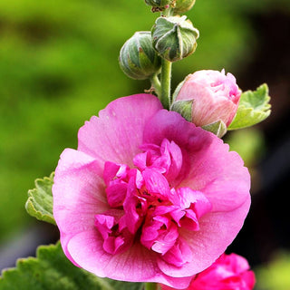 Strauch-Stockrose 'Parkfrieden' (Alcalthaea suffrutescens)