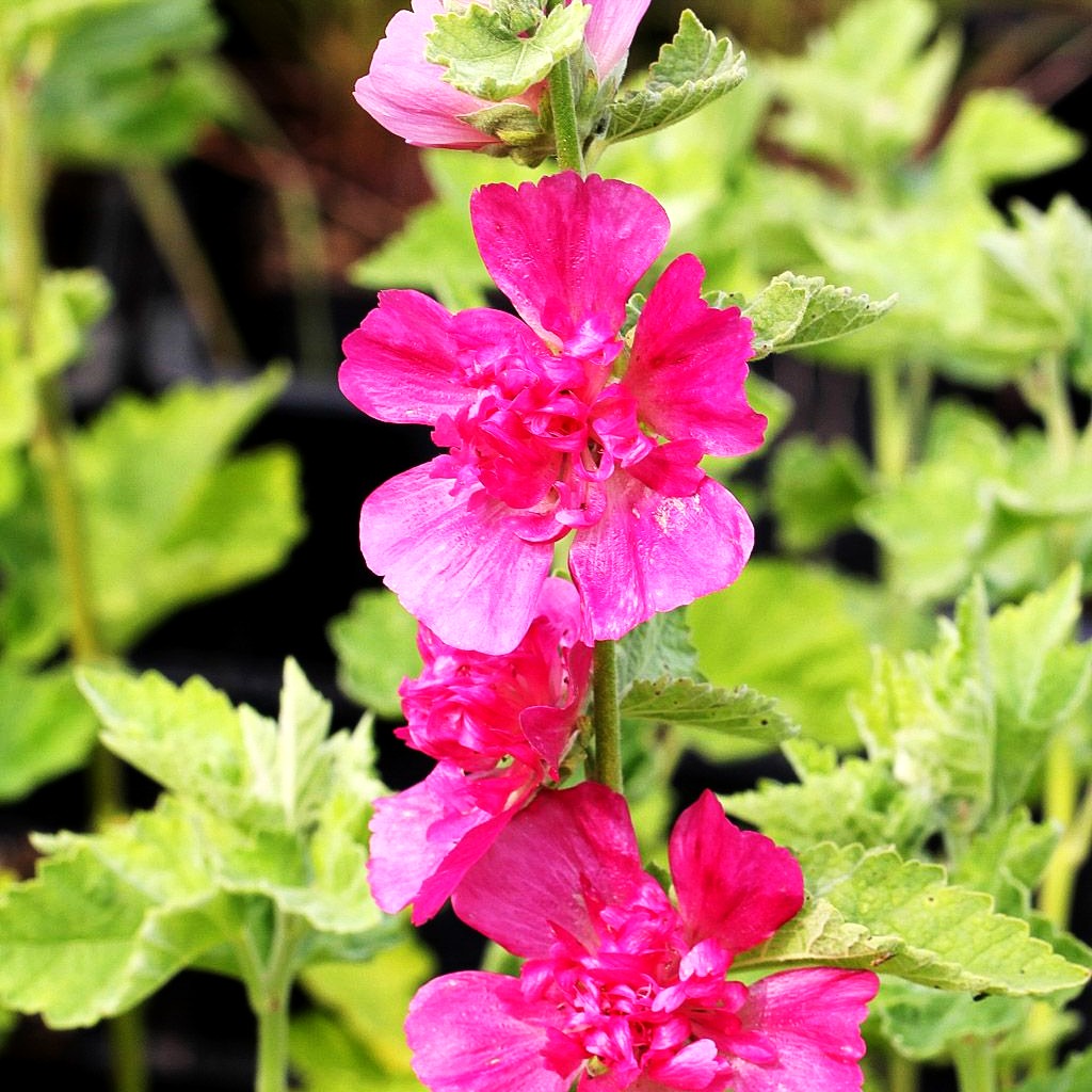 Strauch-Stockrose 'Parkfrieden' (Alcalthaea suffrutescens)