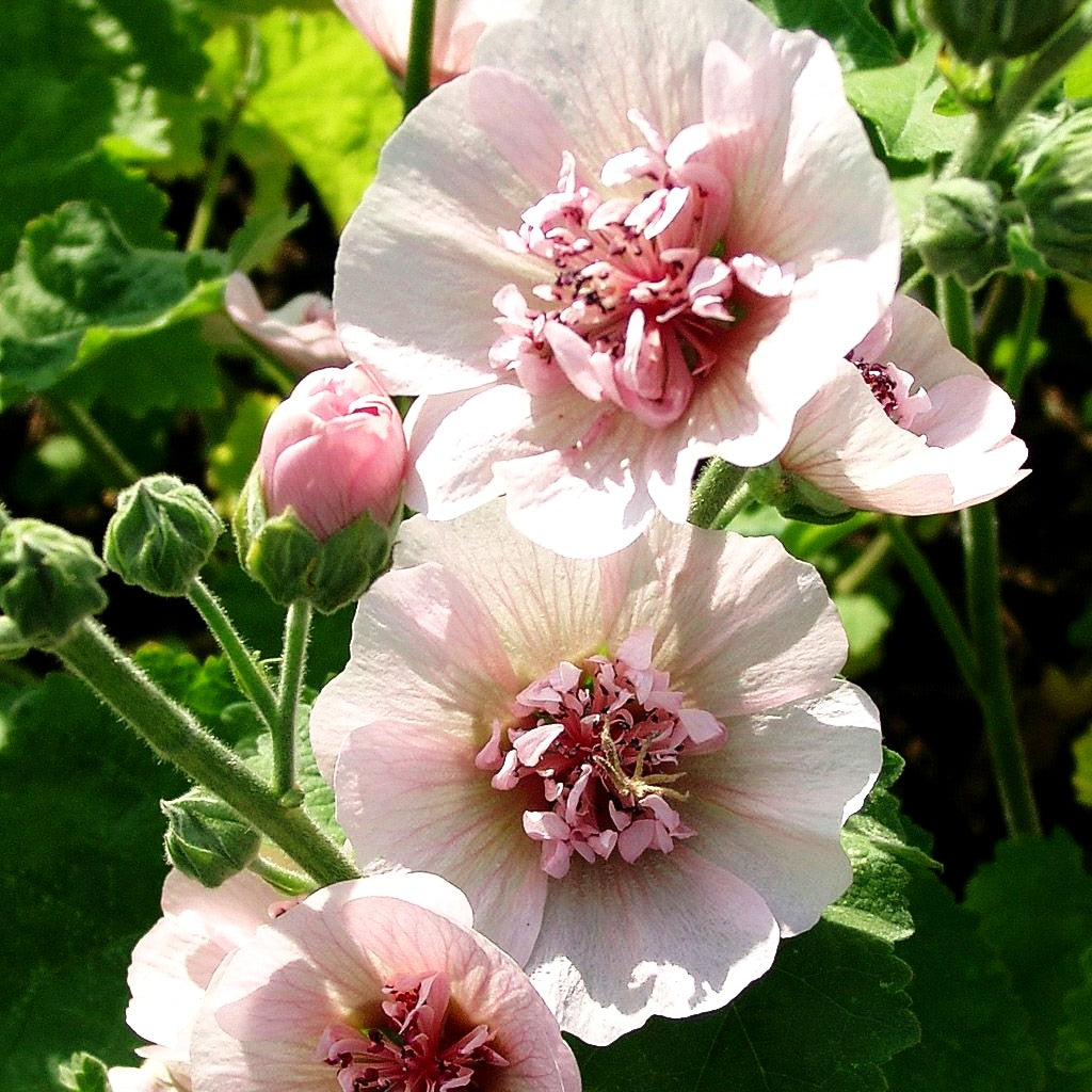 Strauch-Stockrose 'Parkfrieden' (Alcalthaea suffrutescens)