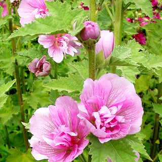 Strauch-Stockrose 'Parkrondell' (Alcalthaea suffrutescens)
