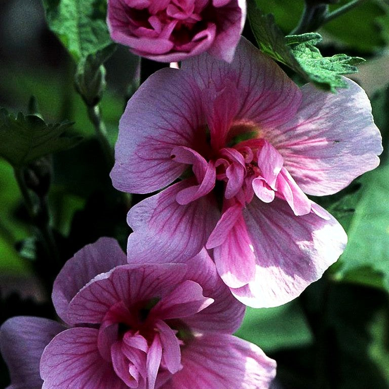 Strauch-Stockrose 'Parkrondell' (Alcalthaea suffrutescens)