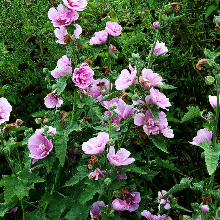 Strauch-Stockrose 'Parkrondell' (Alcalthaea suffrutescens)