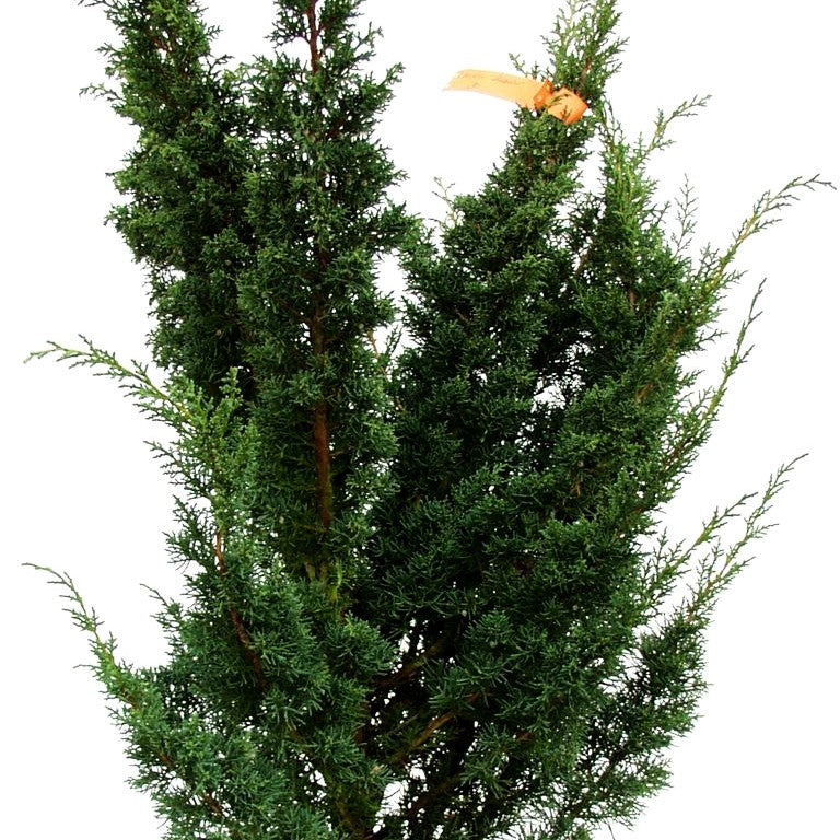Strauch-Wacholder 'Blaauw' (Juniperus chin.)