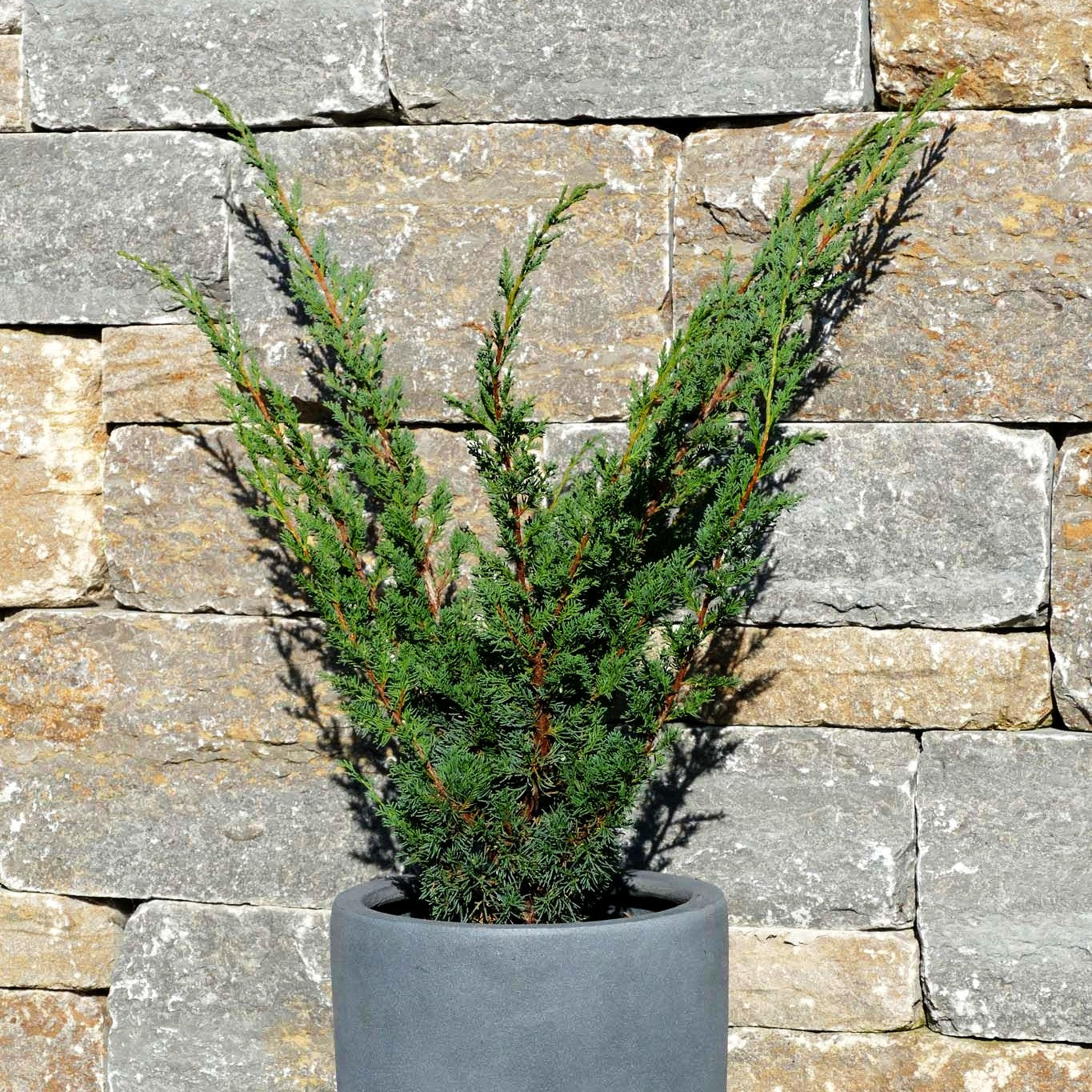 Strauch-Wacholder 'Blaauw' (Juniperus chin.)