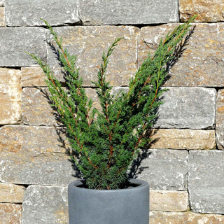 Strauch-Wacholder 'Blaauw' (Juniperus chin.)