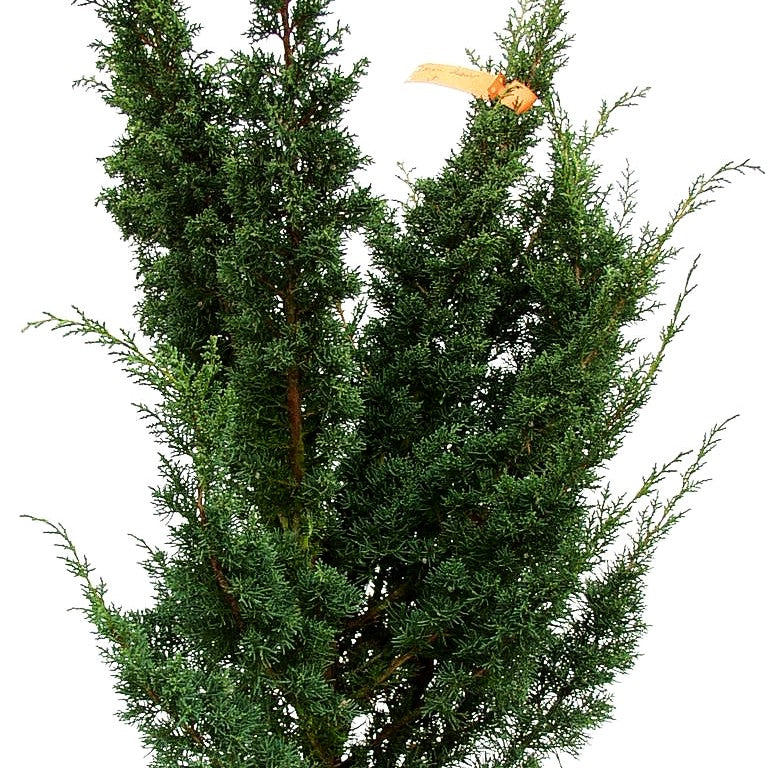 Strauch-Wacholder 'Blaauw' (Juniperus chin.)