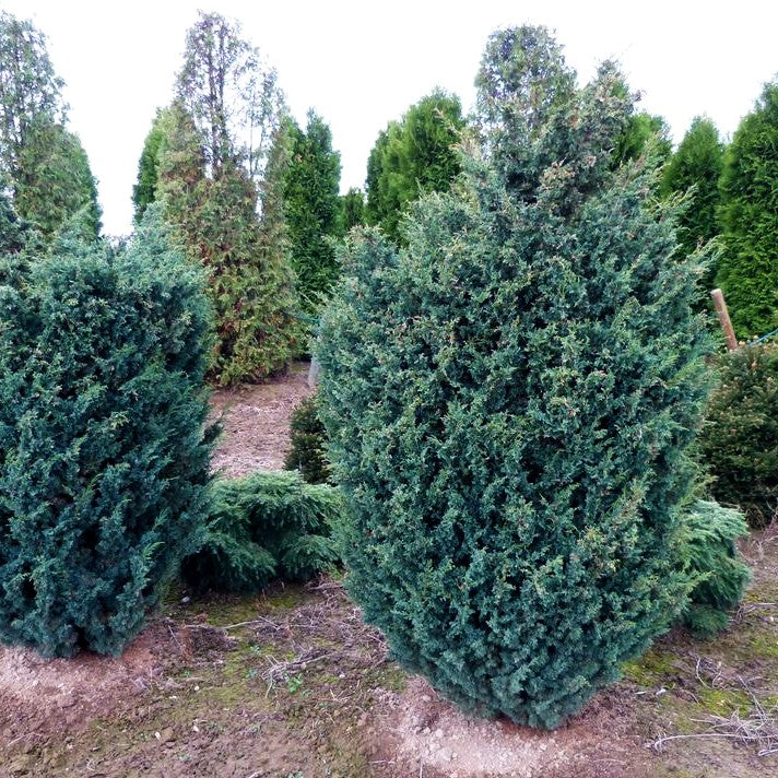 Strauch-Wacholder 'Blaauw' (Juniperus chin.)