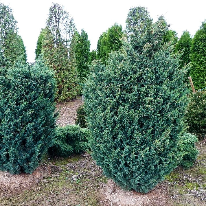 Strauch-Wacholder 'Blaauw' (Juniperus chin.)