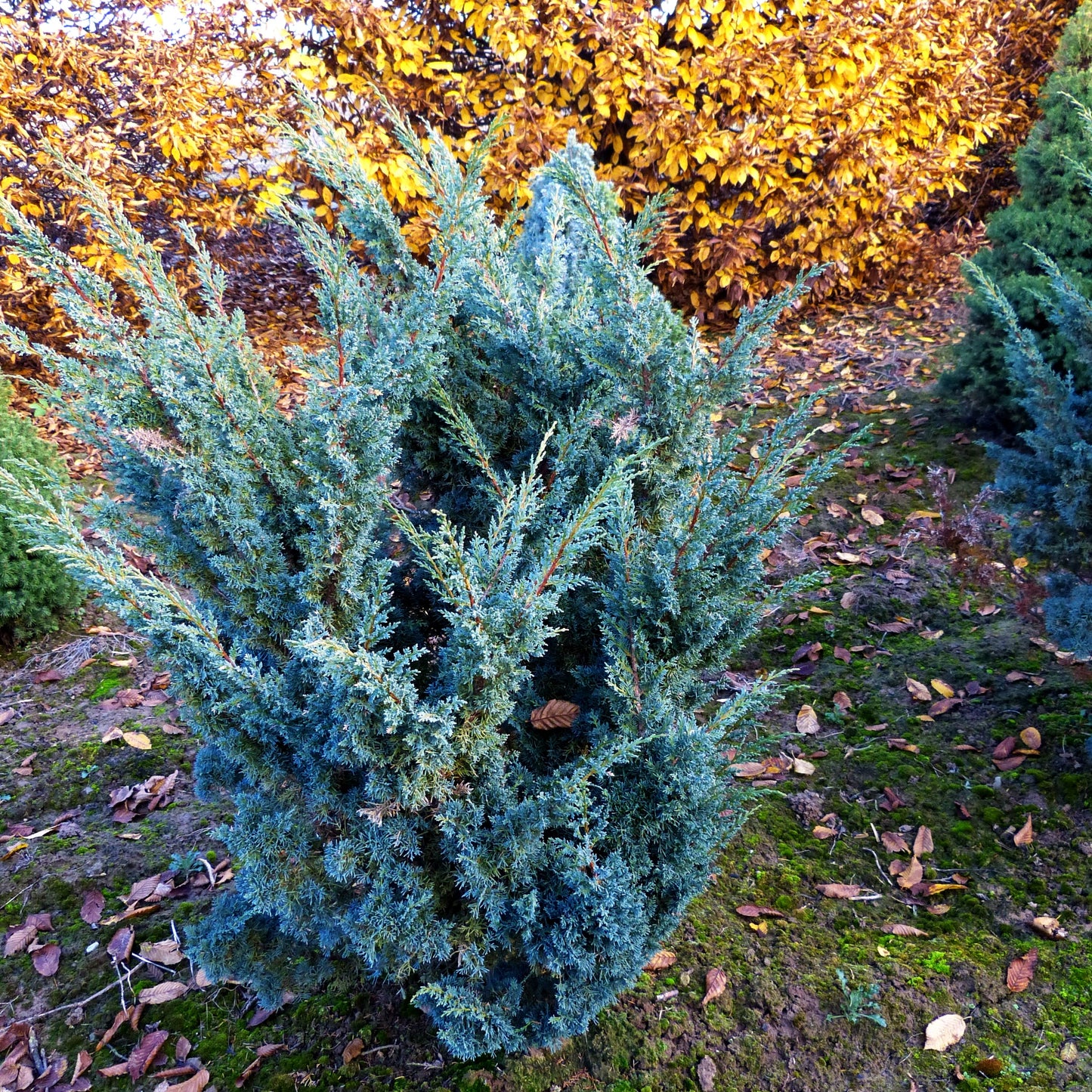 Strauch-Wacholder 'Blaauw' (Juniperus chin.)