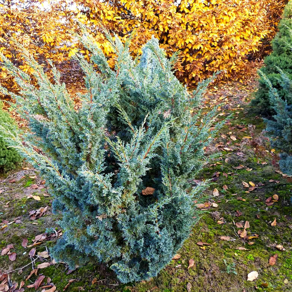 Strauch-Wacholder 'Blaauw' (Juniperus chin.)