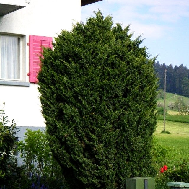 Strauch-Wacholder 'Blaauw' (Juniperus chin.)