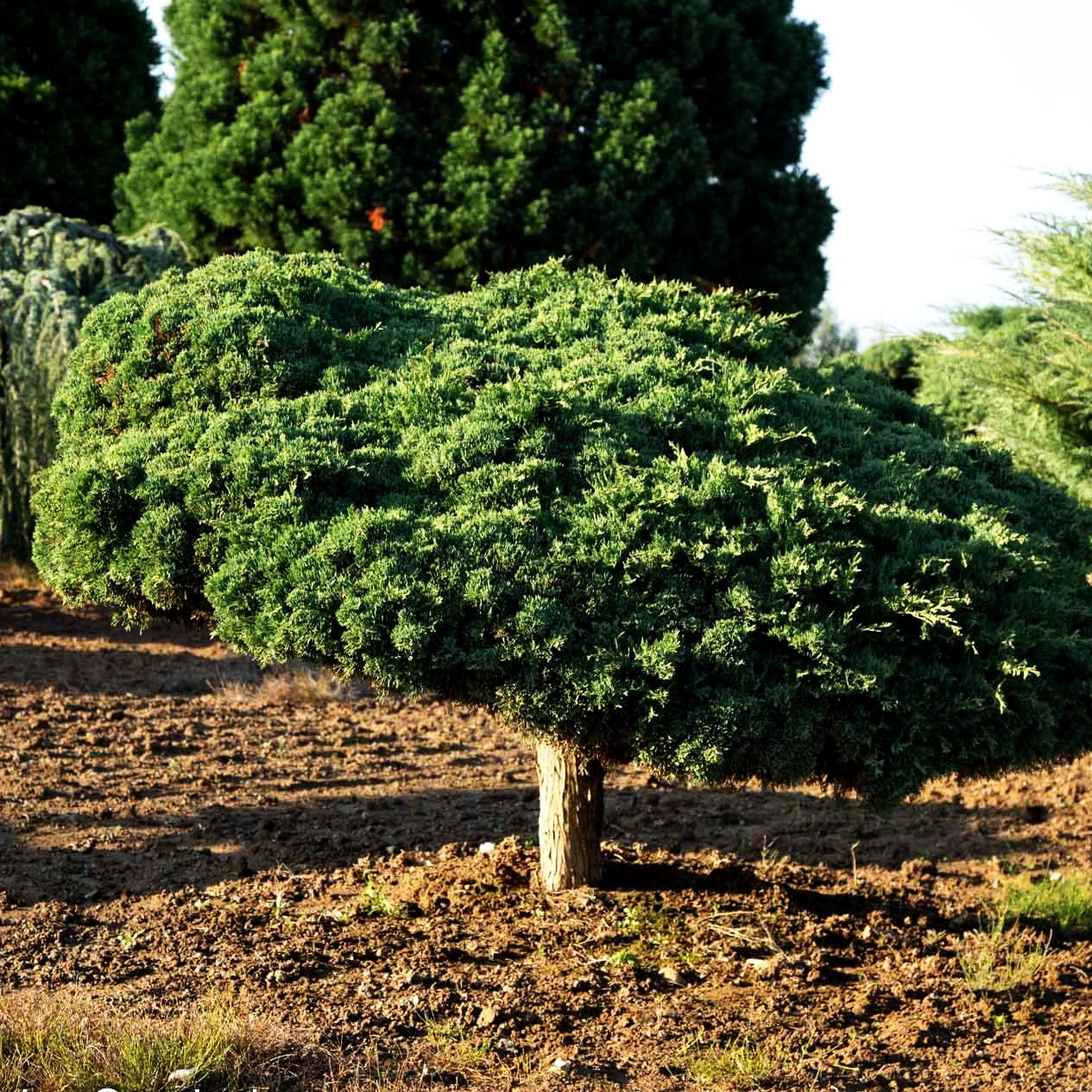 Strauch-Wacholder 'Grey Owl' (Juniperus virginiana)