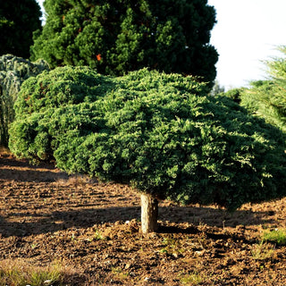 Strauch-Wacholder 'Grey Owl' (Juniperus virginiana)