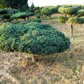 Strauch-Wacholder 'Grey Owl' (Juniperus virginiana)