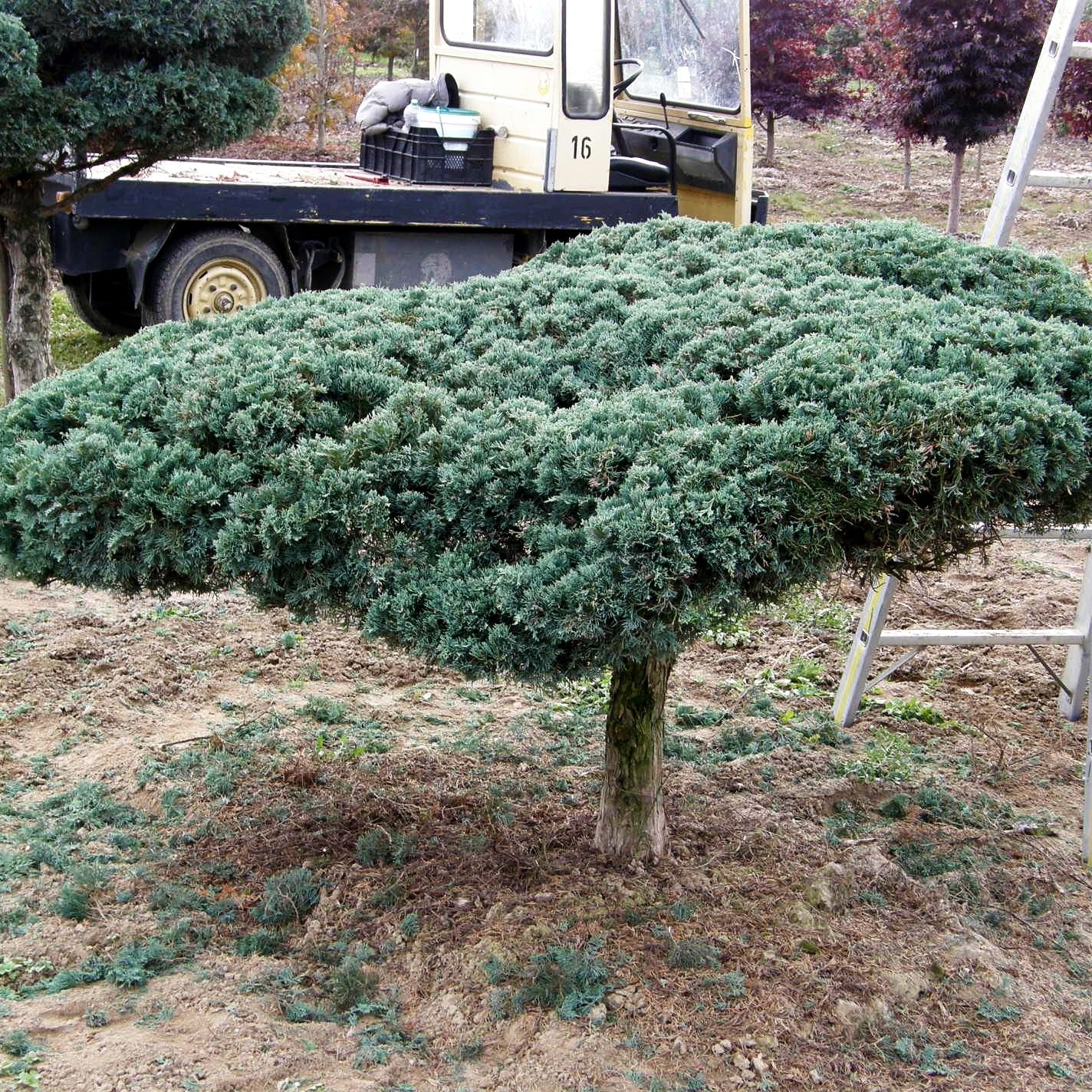 Strauch-Wacholder 'Grey Owl' (Juniperus virginiana)
