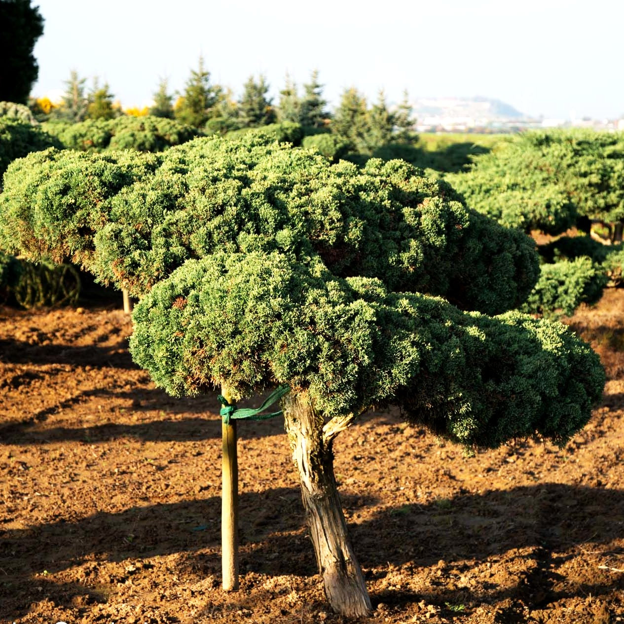 Strauch-Wacholder 'Grey Owl' (Juniperus virginiana)