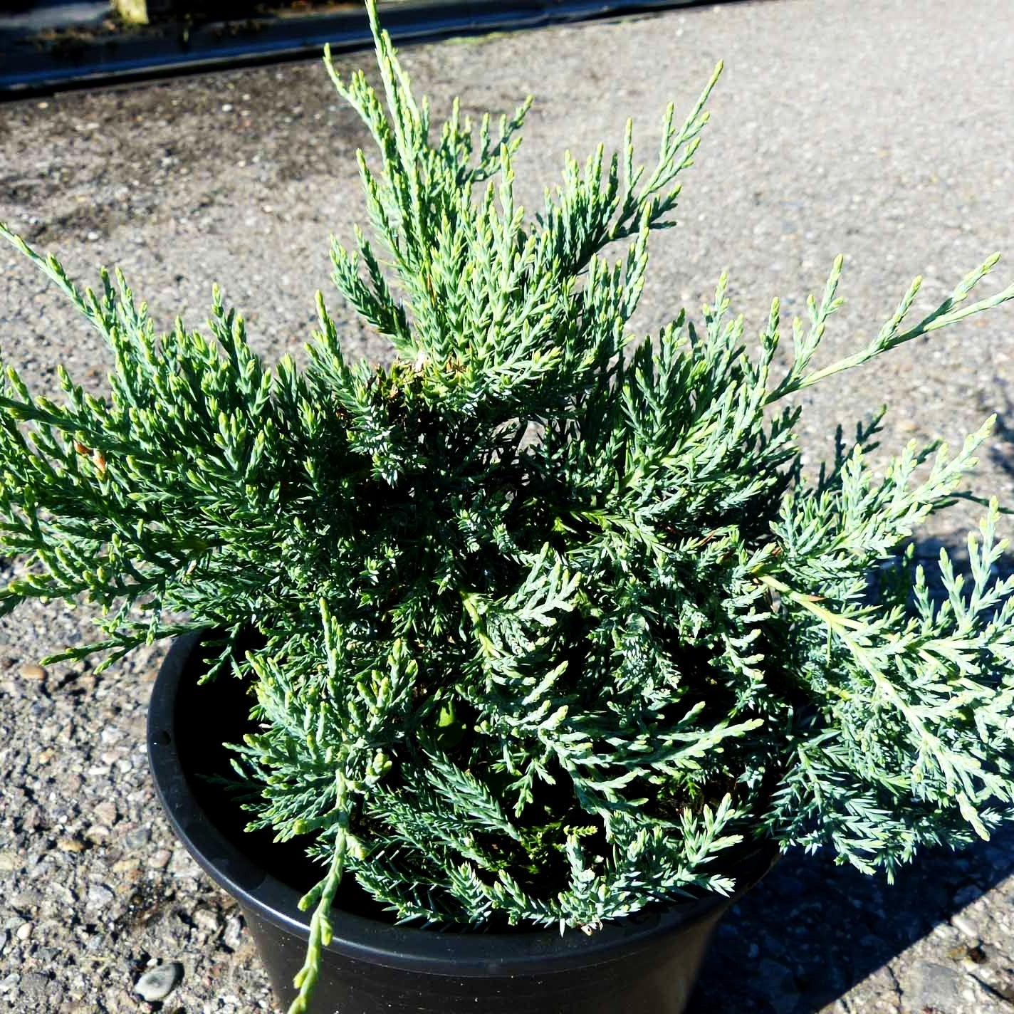 Strauch-Wacholder 'Grey Owl' (Juniperus virginiana)