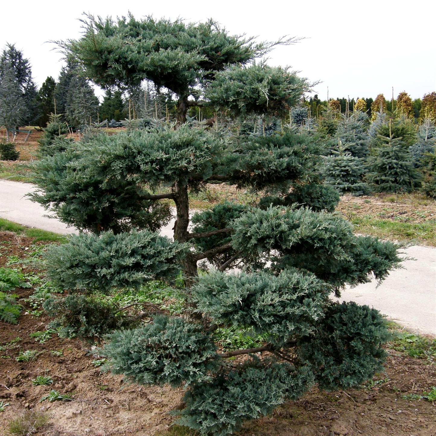 Strauch-Wacholder 'Grey Owl' (Juniperus virginiana)