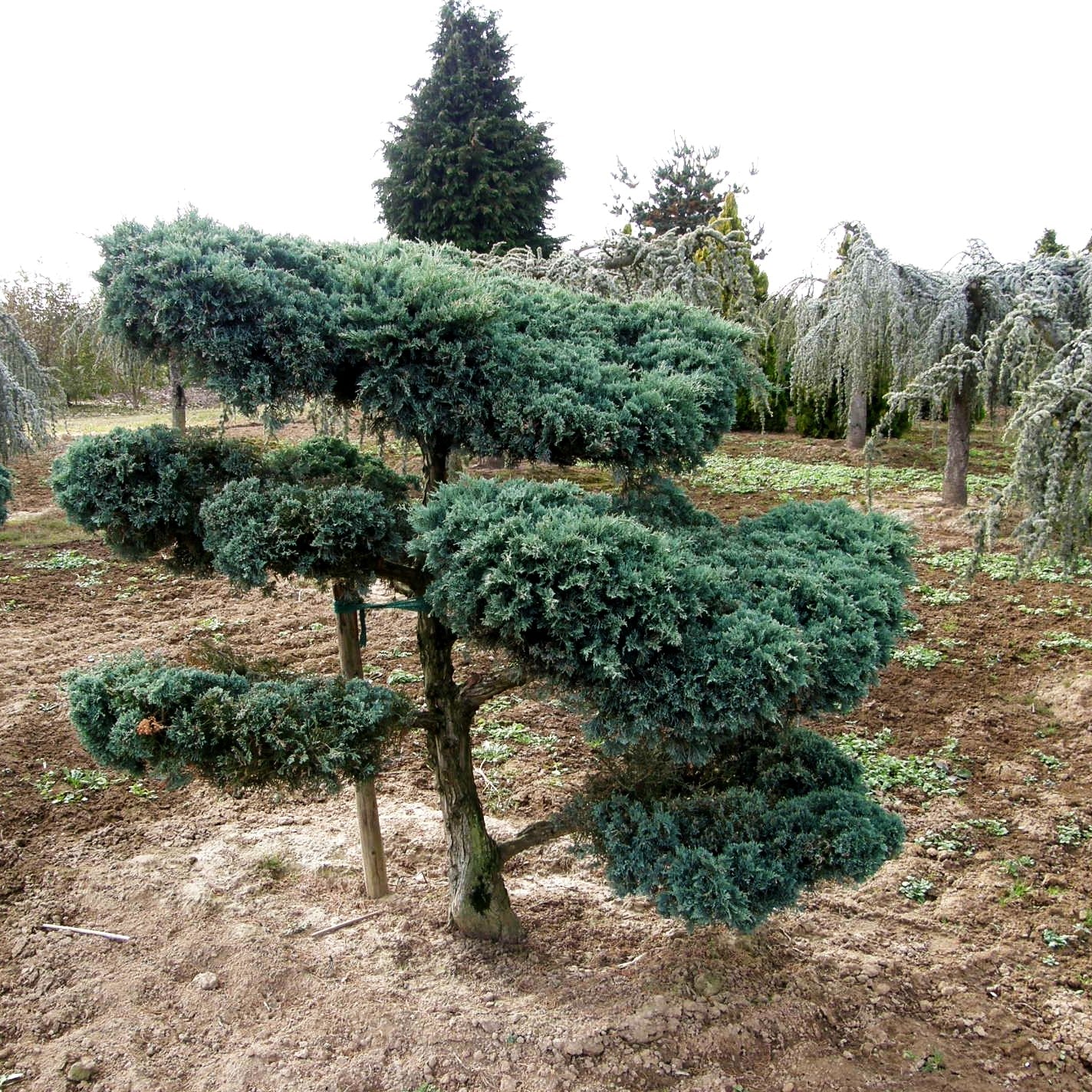 Strauch-Wacholder 'Grey Owl' (Juniperus virginiana)