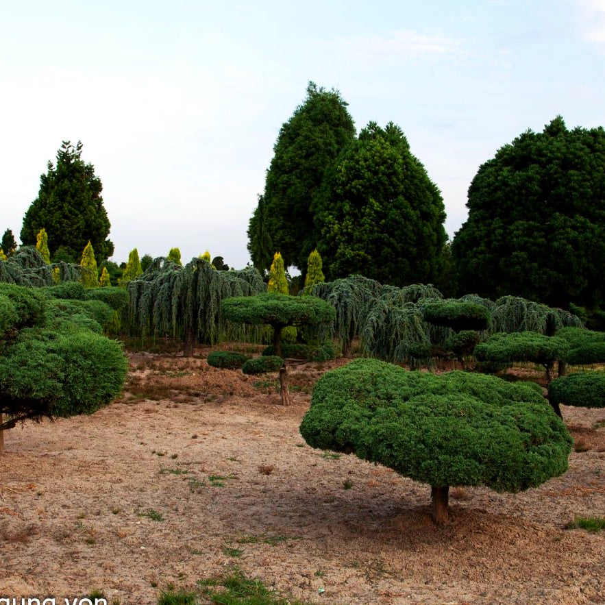 Strauch-Wacholder 'Grey Owl' (Juniperus virginiana)