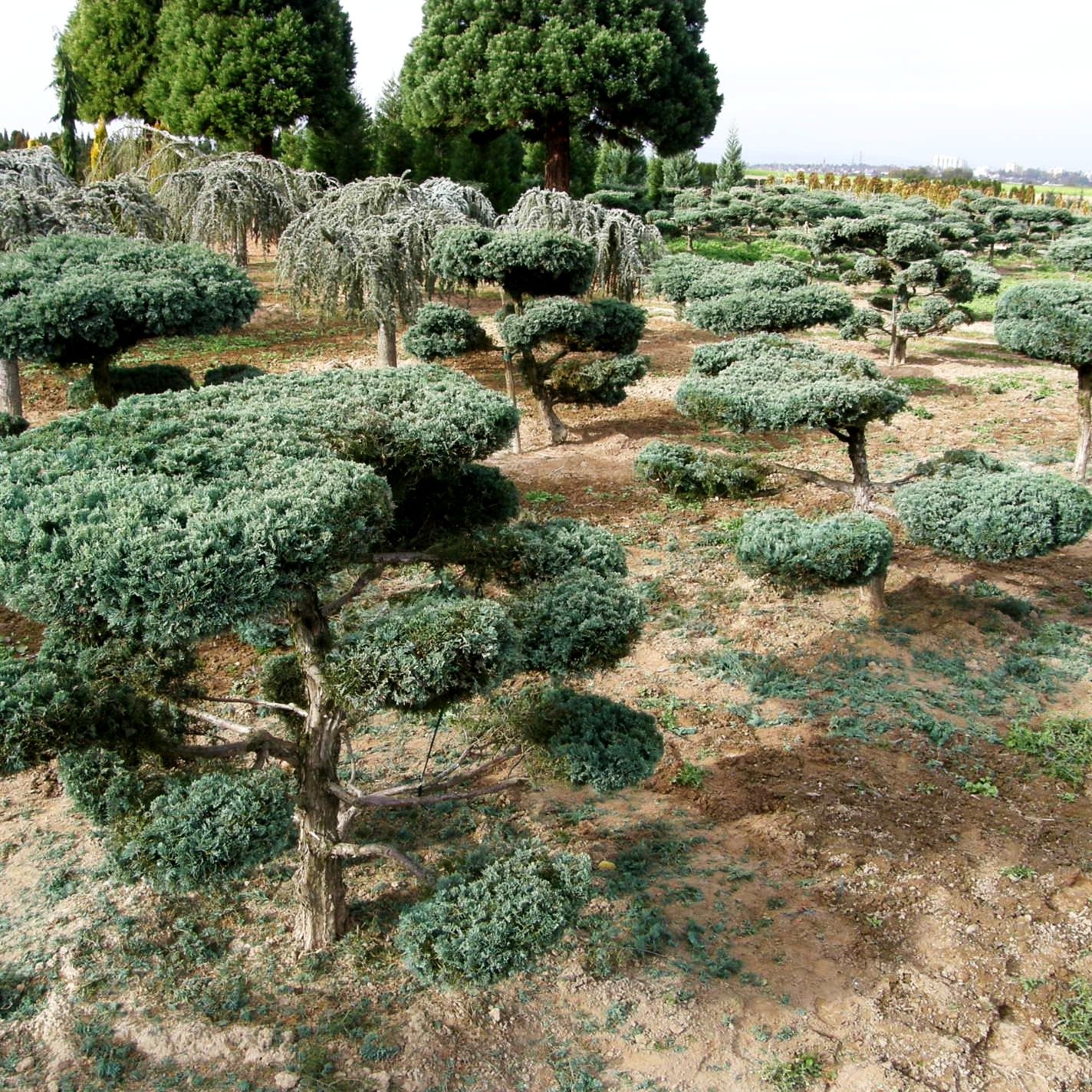 Strauch-Wacholder 'Grey Owl' (Juniperus virginiana)