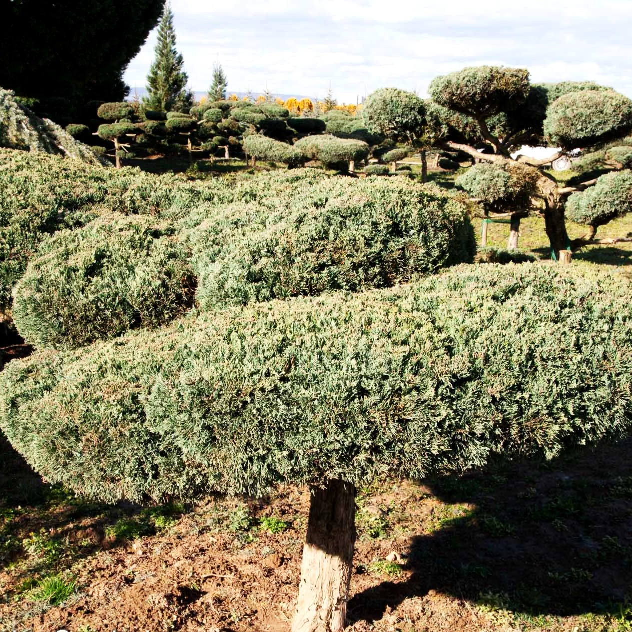 Strauch-Wacholder 'Grey Owl' (Juniperus virginiana)