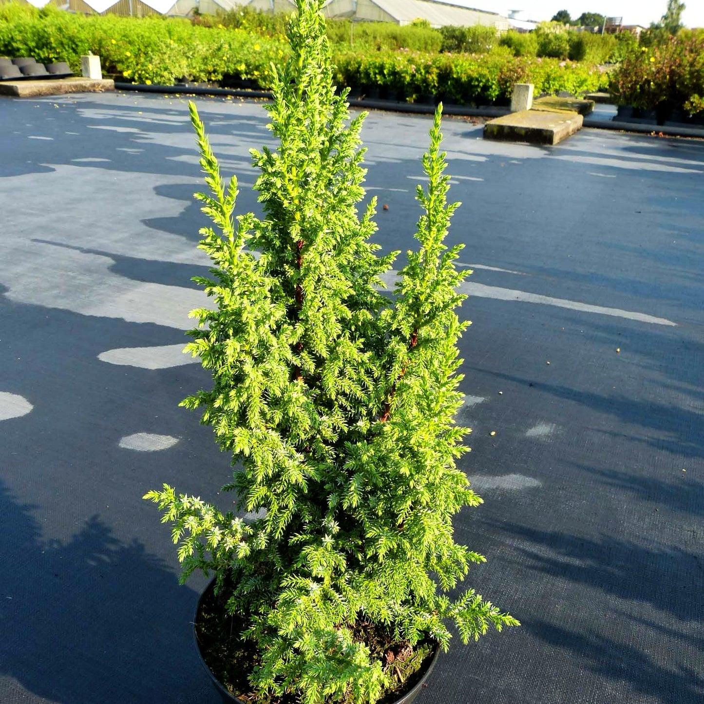 Strauch-Wacholder 'Loderi' (Juniperus squamata)