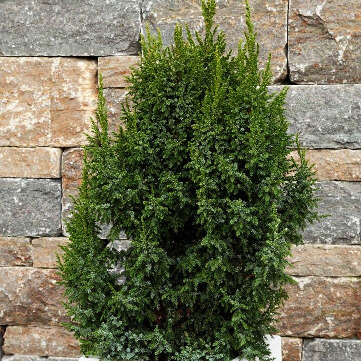 Strauch-Wacholder 'Loderi' (Juniperus squamata)