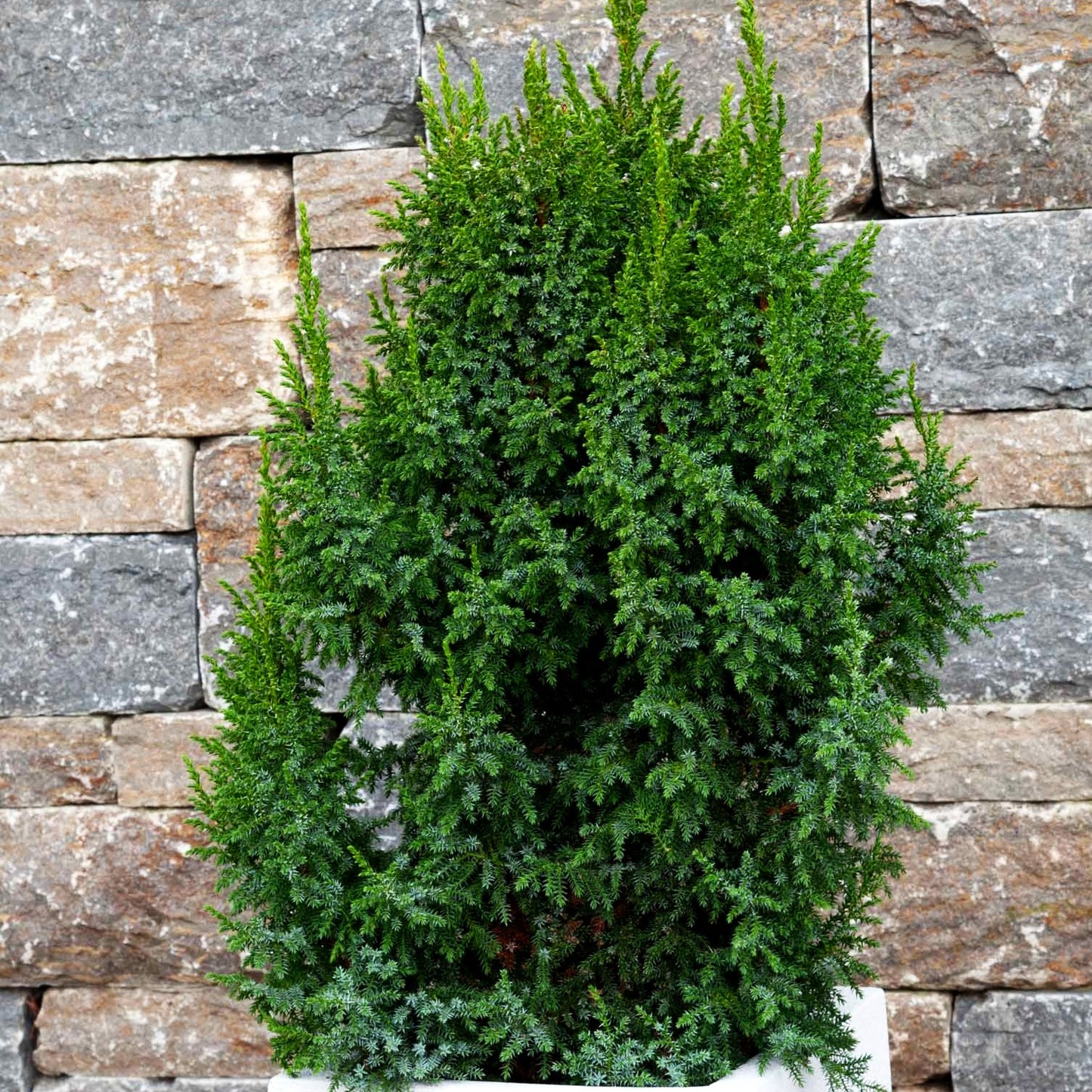 Strauch-Wacholder 'Loderi' (Juniperus squamata)