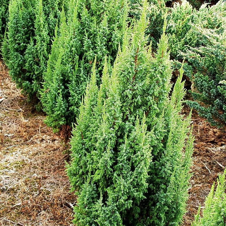 Strauch-Wacholder 'Loderi' (Juniperus squamata)