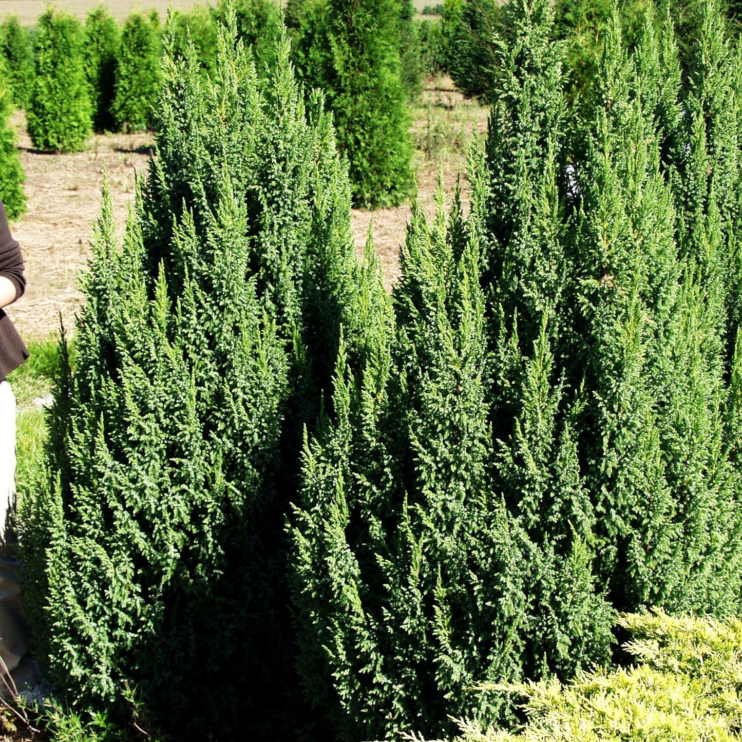Strauch-Wacholder 'Loderi' (Juniperus squamata)