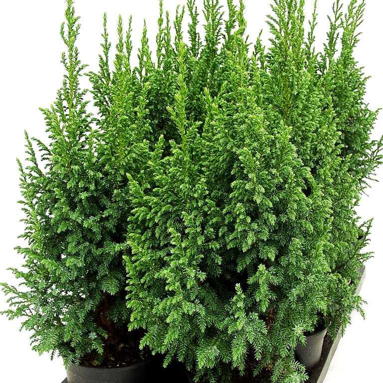 Strauch-Wacholder 'Loderi' (Juniperus squamata)