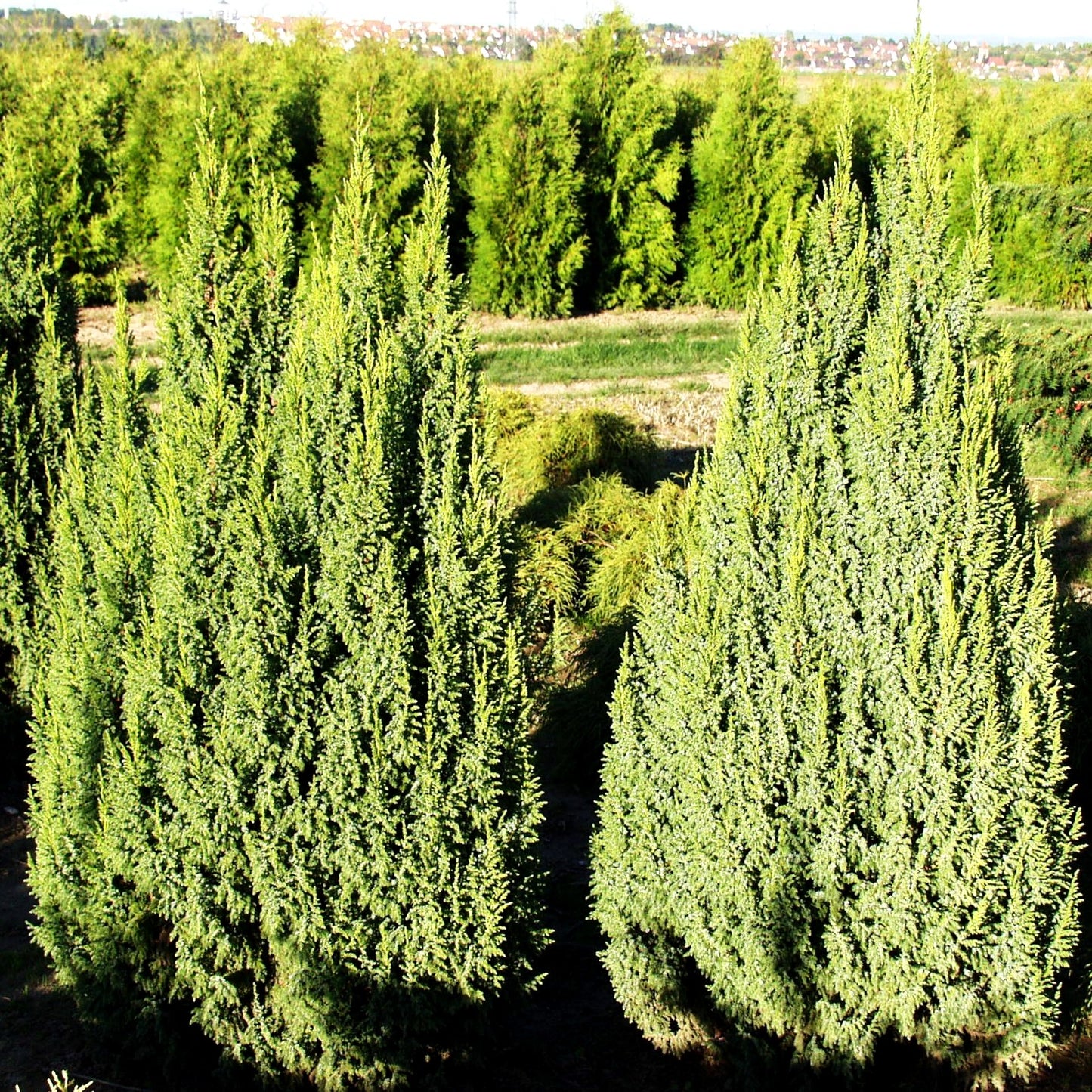 Strauch-Wacholder 'Loderi' (Juniperus squamata)