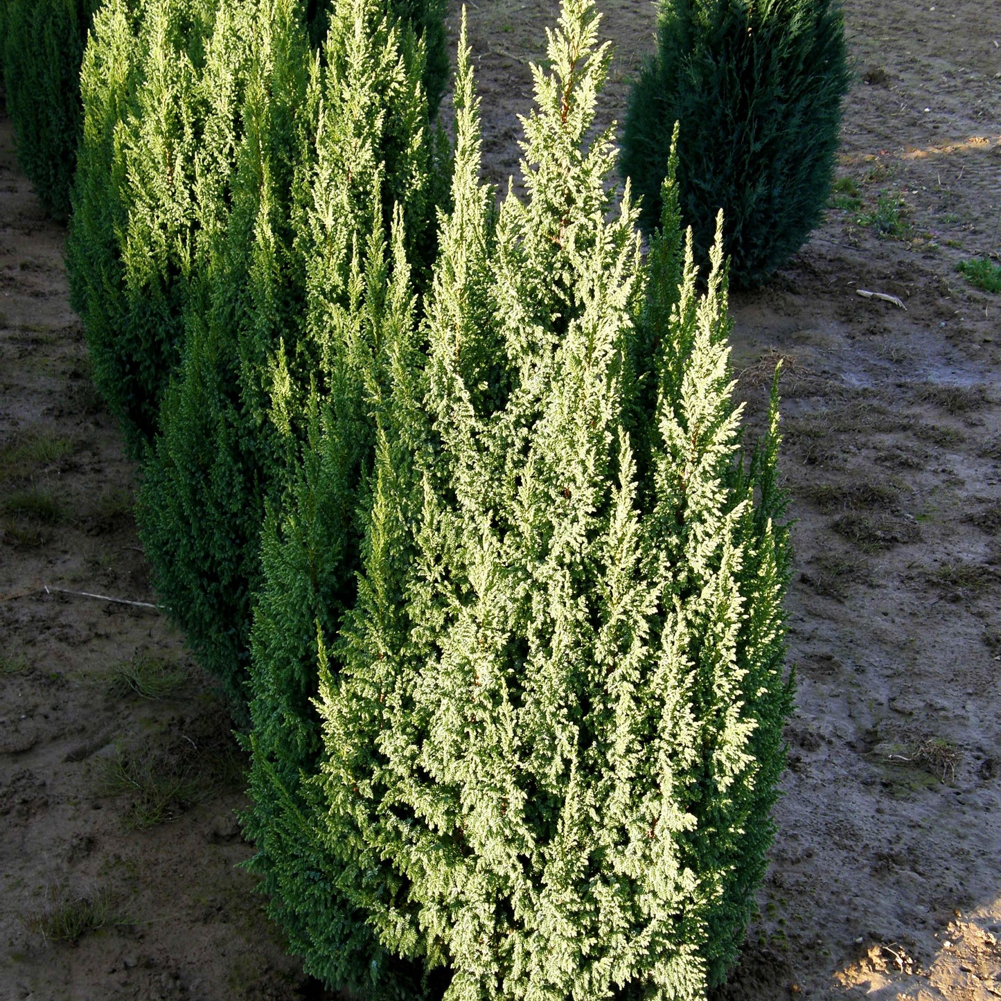 Strauch-Wacholder 'Loderi' (Juniperus squamata)