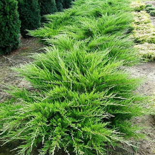 Strauch-Wacholder 'Mint Julep' (Juniperus media)