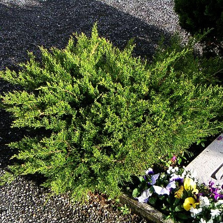 Strauch-Wacholder 'Mint Julep' (Juniperus media)