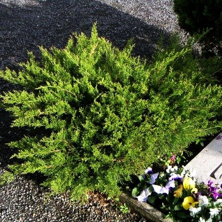 Strauch-Wacholder 'Mint Julep' (Juniperus media)