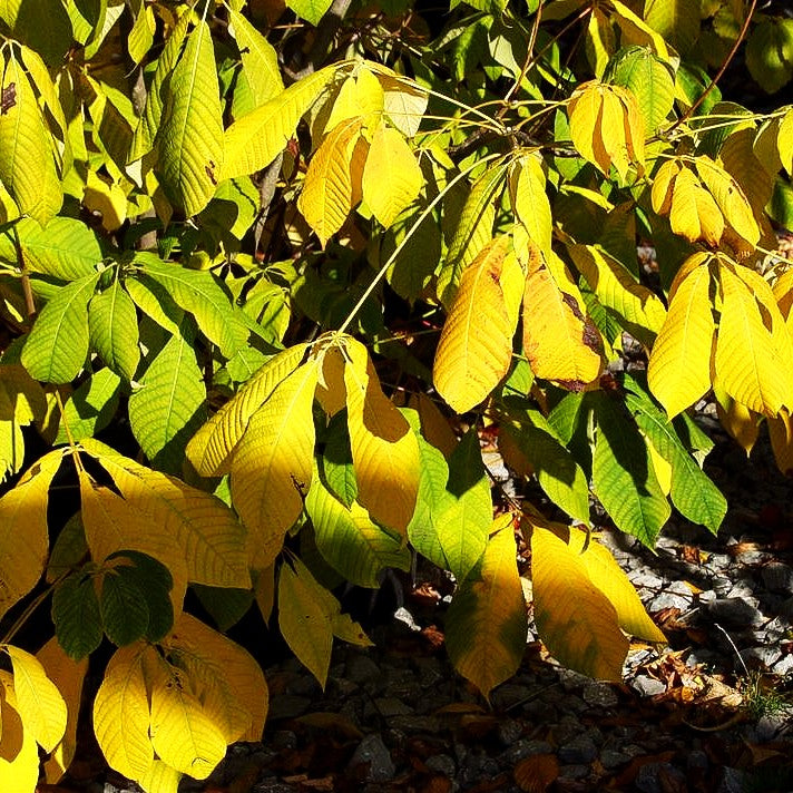 Strauchosskastanie (Aesculus parviflora)