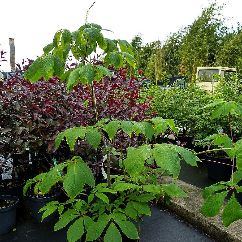 Strauchosskastanie (Aesculus parviflora)