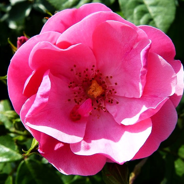Strauchrose 'Angela' (Rosa STR III)