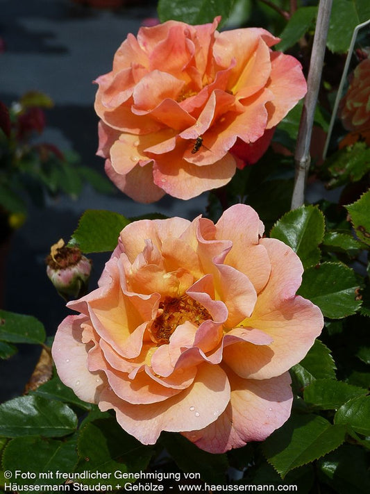 Strauchrose 'Arabia'  -R- 'Arabia' (Rosa  STR IV)