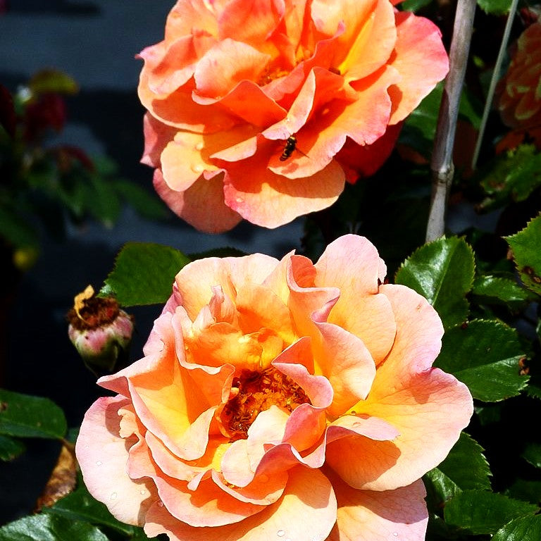 Strauchrose 'Arabia' -R- (Rosa STR IV)