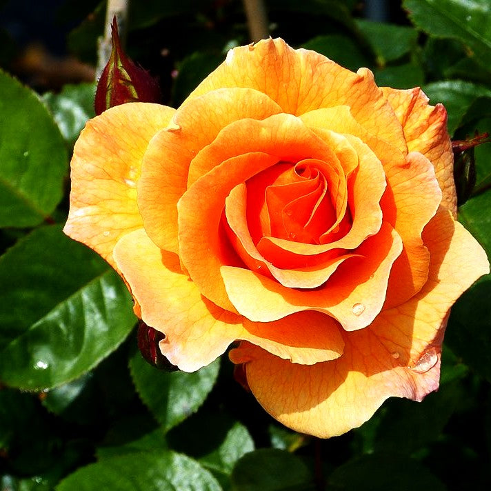 Strauchrose 'Arabia' -R- (Rosa STR IV)