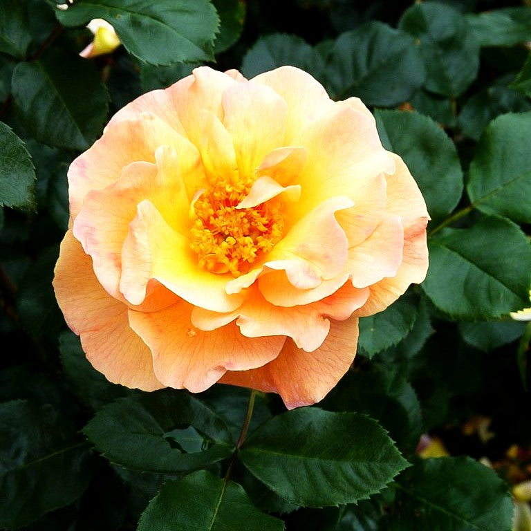 Strauchrose 'Arabia' -R- (Rosa STR IV)