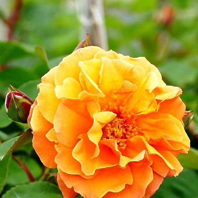 Strauchrose 'Arabia' -R- (Rosa STR IV)