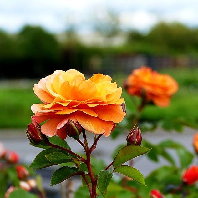 Strauchrose 'Arabia' -R- (Rosa STR IV)