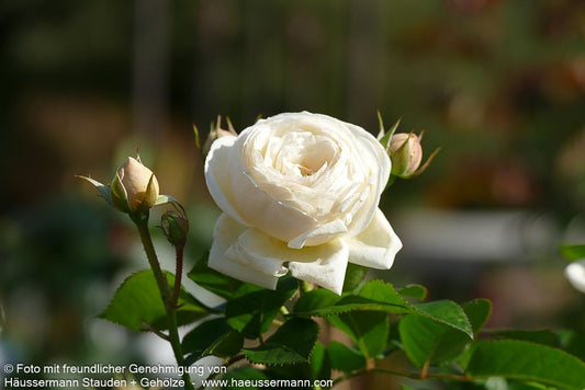 Strauchrose 'Artemis'  -R- 'Artemis' (Rosa  STR VI)