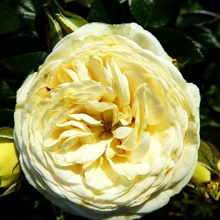 Strauchrose 'Artemis' -R- (Rosa STR VI)